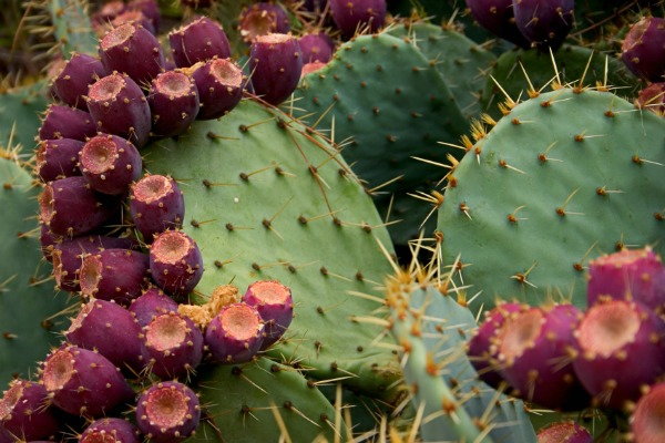Grow Your Own Home Security System, prickly pear