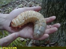 giant grub[1]