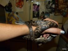 Young Texas Rat Snake (Elaphe obsoleta lindheimeri)-1/2
 
I saved him/her from certain death....