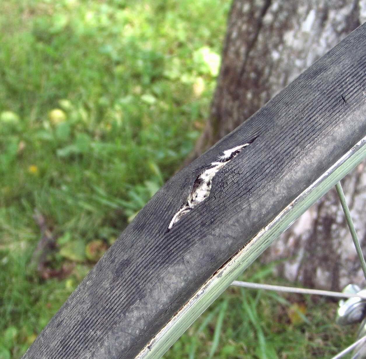 Clean vintage sewup tires? Bike Forums