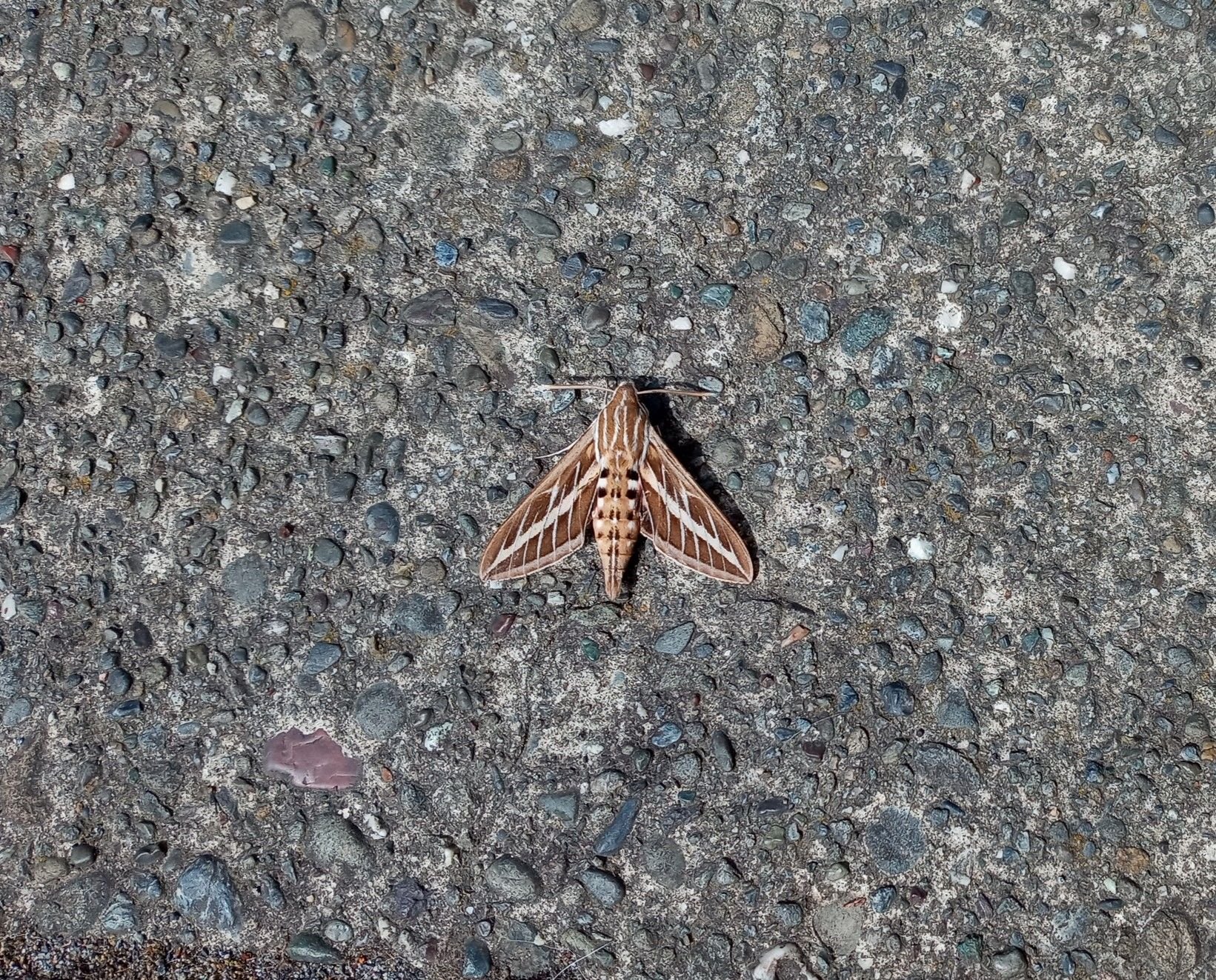 Mothra!