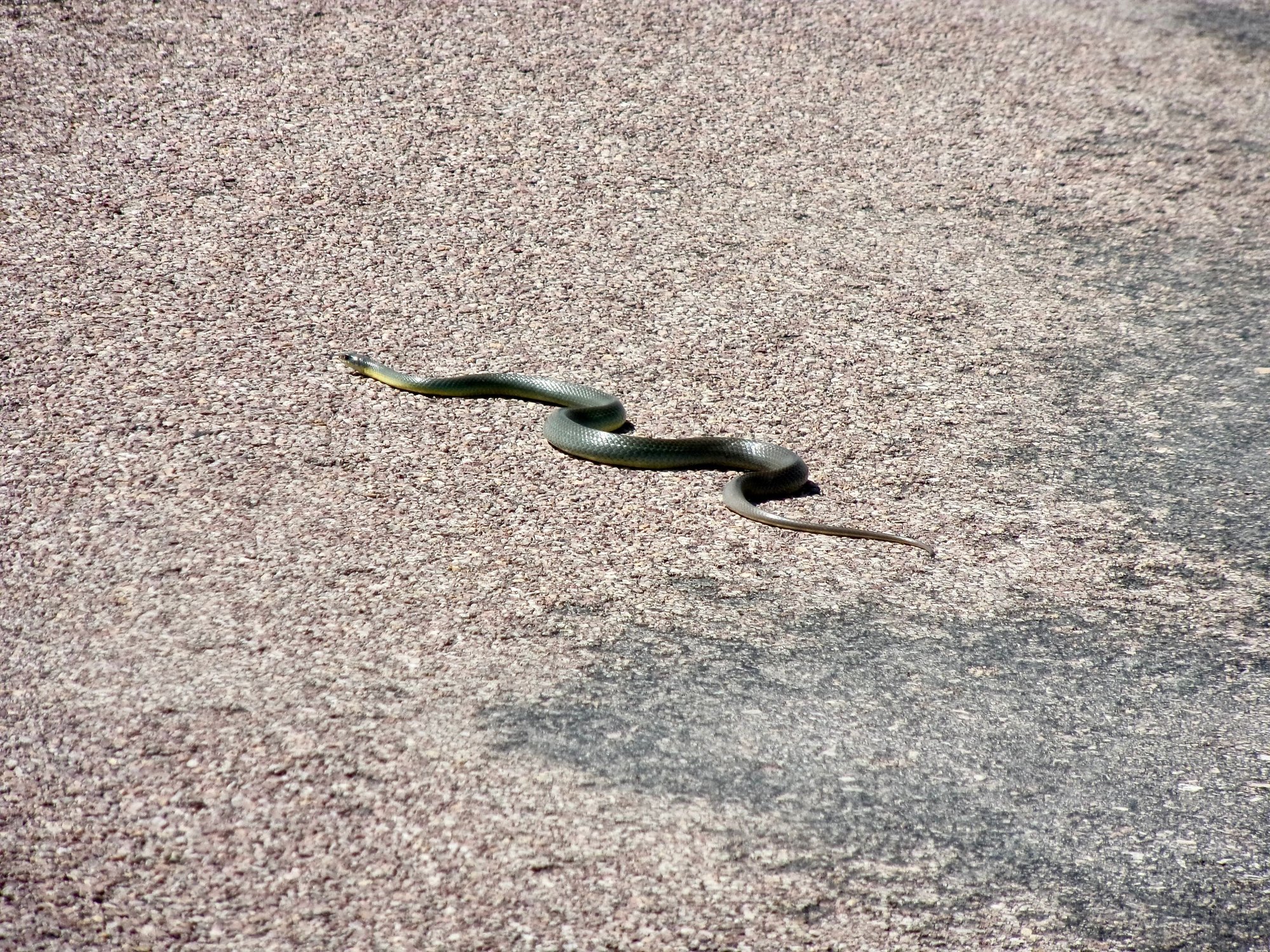 Heard this Western Yellow-bellied Racer slithering behind me while photographing the antelope.