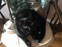 I accidentally put this lamp on the cats' chair.  She was not happy 