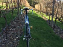 Something about Italians and vineyards