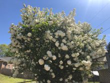 Snowball bush!