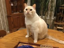 There is a leg there he isn’t two legged. Anyways you can learn a lot from a 3 legged cat. Actually his left leg is gone. He doesn’t give a F he is looking at me like where the F is my food. lol 