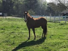 This horse enjoyed getting her picture made!