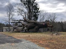 This oak tree was HUGE
