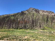More burned trees