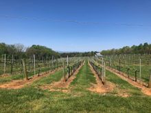 This route is called Tour de Vineyards and there are lots!