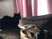 Izzy and Mille sleep on the couch together.