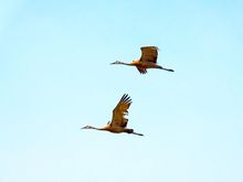 Sandhill Cranes