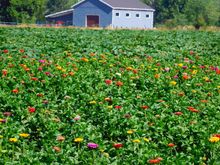 They've planted flowers in the field this year.