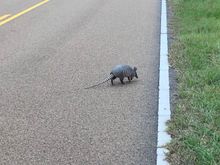 This fella had a big old time in a fire ant hill next to the road