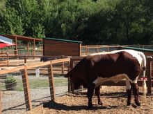 At the Animal Sanctuary - the 3 legged cow with prosthetic.