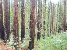 Redwoods