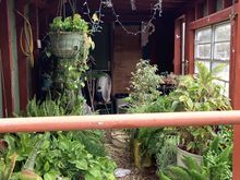 Fixing to take some plants out of the greenhouse 