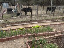 Onions, lettuce and cucumbers. 