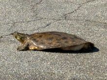 Different variety but an even BIGGER turtle!