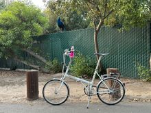 And a gentleman peacock