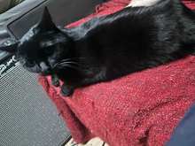 Muffincat perching by dad