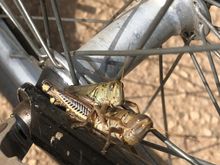 Locusts.