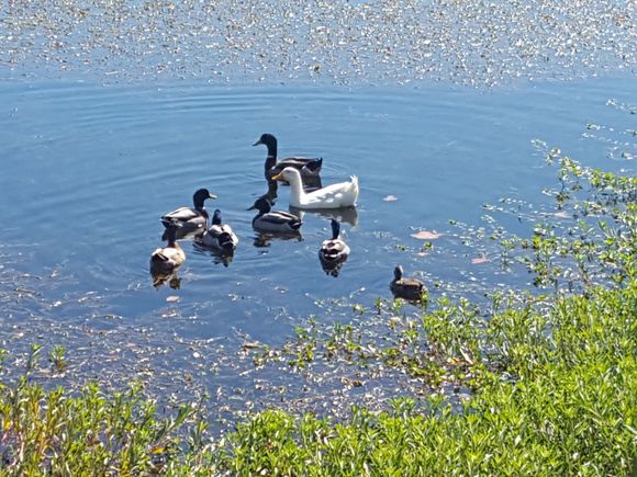 A goose running with the mallards. 