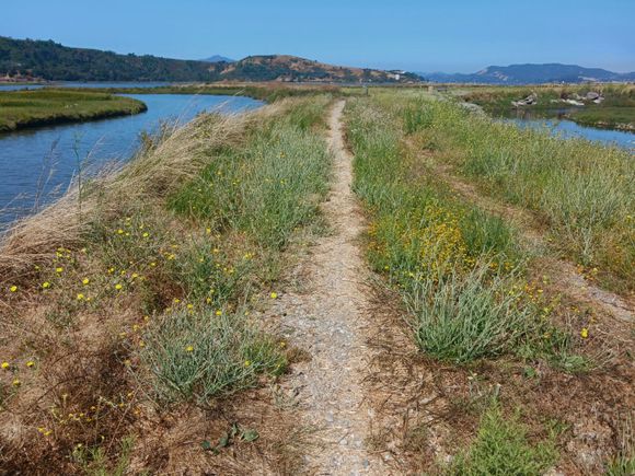 Had to run a gauntlet of star thistle. No flats.