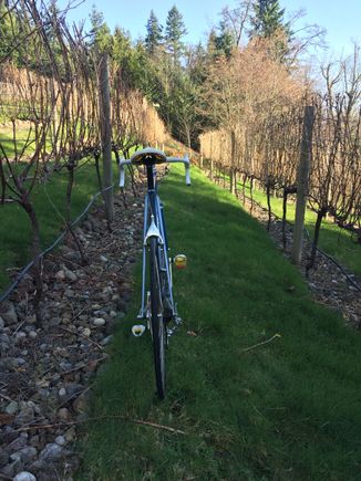 Something about Italians and vineyards