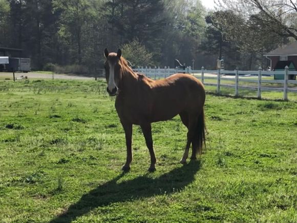 This horse enjoyed getting her picture made!