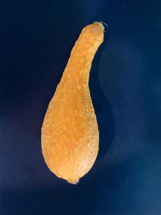 Yesterday morning’s road score - I’m used to seeing stuff squashed on the road, but finding a squash on the pavement is a new one for me