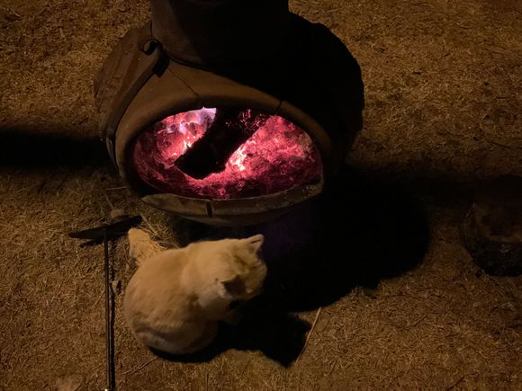 My renegades will all sleep by the chiminea because it is warm and cats ain’t dumb lol. 