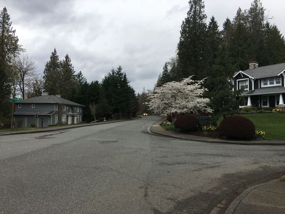 Trees in blossom everywhere.