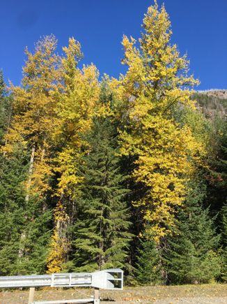 Every leaf at once now …. shine …. and shimmer in the breezes