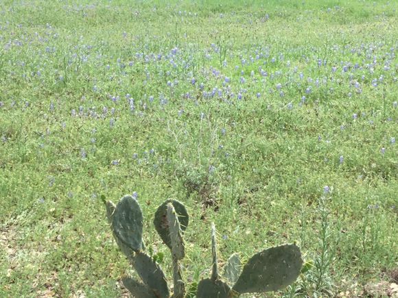 Have to add some cactus lol. 