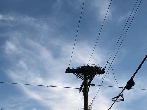 Osprey nest near my destination 