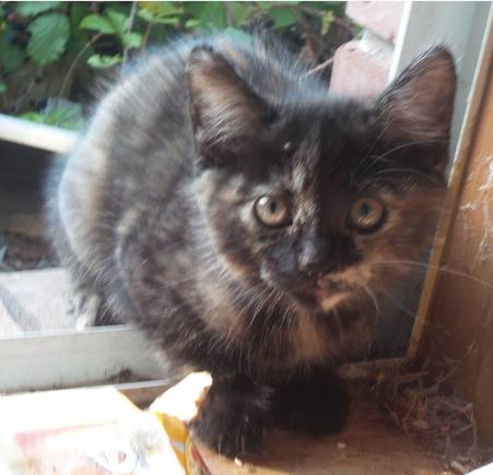Latte's first day coming in the window