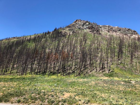 More burned trees