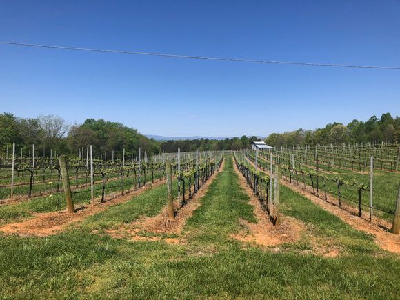 This route is called Tour de Vineyards and there are lots!