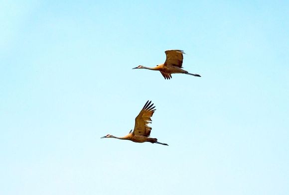 Sandhill Cranes