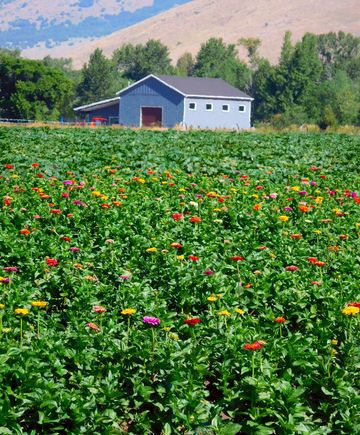 They've planted flowers in the field this year.