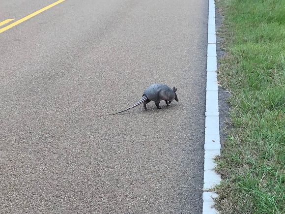 This fella had a big old time in a fire ant hill next to the road