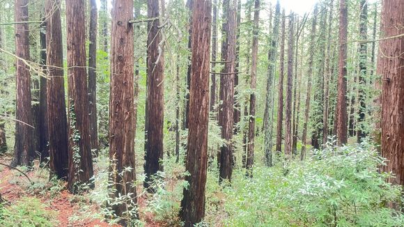 Redwoods