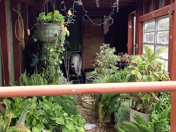 Fixing to take some plants out of the greenhouse 