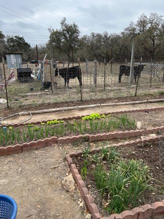 Onions, lettuce and cucumbers. 