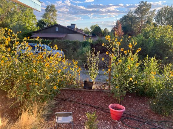 Evening light