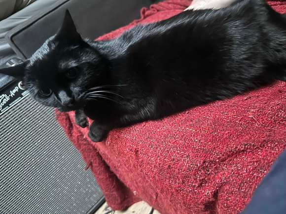 Muffincat perching by dad