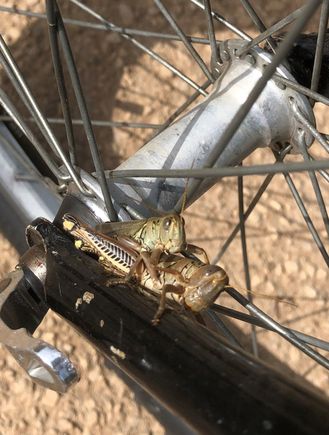 Locusts.