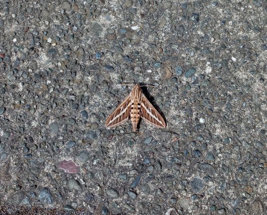 Mothra!
