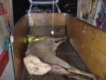 In the trailer backed into the garage about to be raised up on the gambrel.